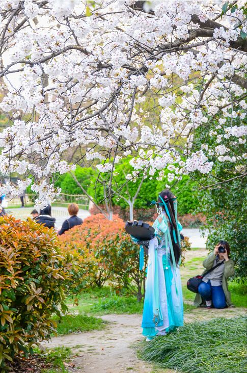 三、樱花场景下的视觉盛宴