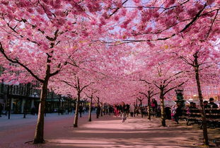 四、音乐与樱花场景的完美融合