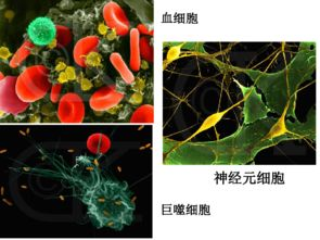 二、植物角色的多样性与平衡性