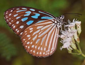 一、蝴蝶影视的优势特点