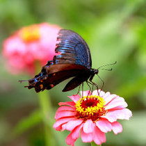 四、蝴蝶影视的安全保障