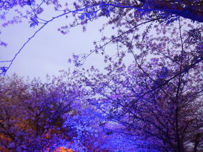 二、如何选择高质量的樱花电影资源