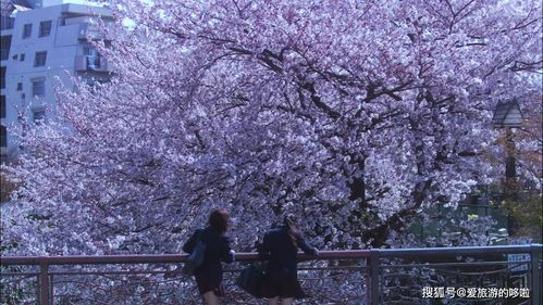 四、樱花电影推荐与评价