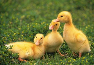 二、挑选优质的鸭子