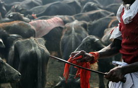 二、南京大屠杀的残酷细节