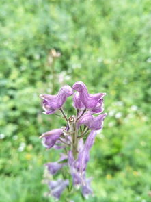 四、如何选择优质的野花韩国高清电影