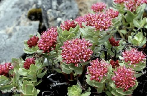 二、野花视频的来源