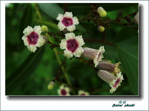 一、野花高清视频的魅力