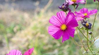 二、如何找到免费高清的野花视频资源