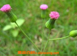 一、野花欣赏的意义与价值