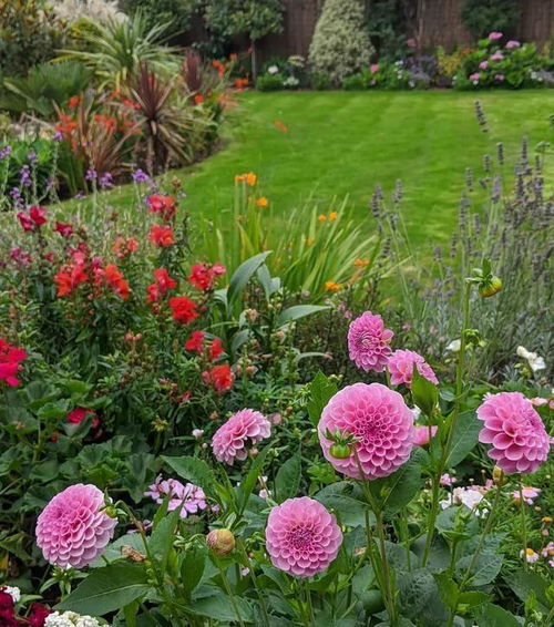 三、野花影视平台特色