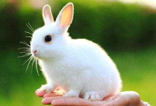 三、害羞兔兔的社交障碍