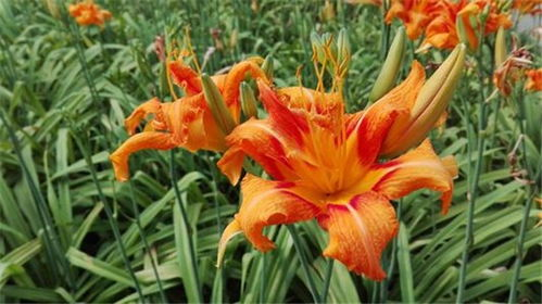 一、忘忧草影视平台特色