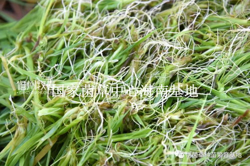 二、如何使用忘忧草影视