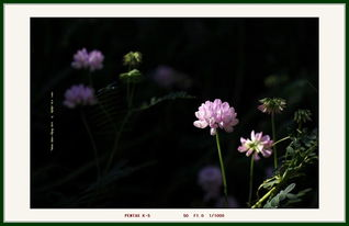 主流野花高清视频在线观看平台推荐