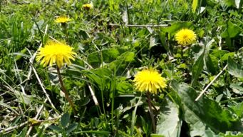 如何安全合法地使用野花影视视频在线观看免费服务