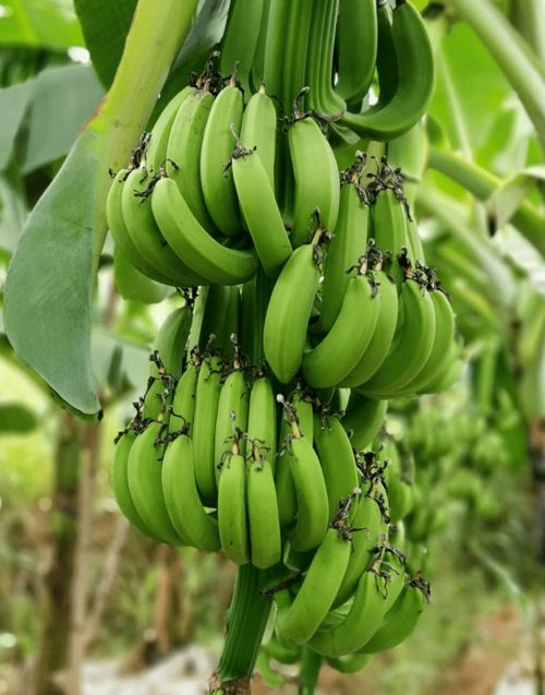 识别与筛选优质成品大香伊煮蕉的技巧