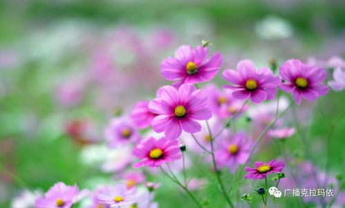 野花高清在线观看免费的技术要求与设备选择