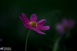 野花高清在线观看免费的内容分类与主题选择