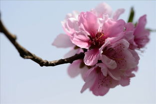 桃花朵朵开作品简介与阅读价值