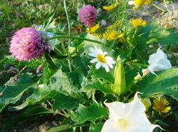 野花在日本和韩国的自然分布与特色