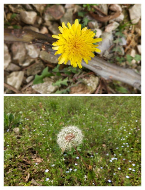韩国特色野花与最佳观赏季节