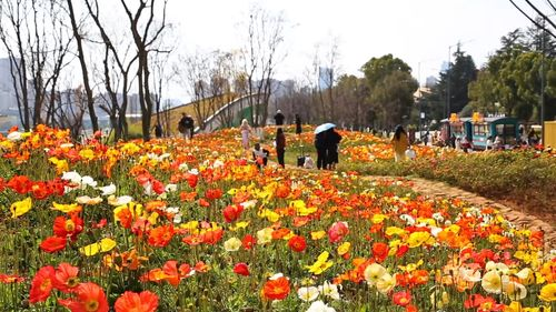 免费观看野花日本大全的合法渠道