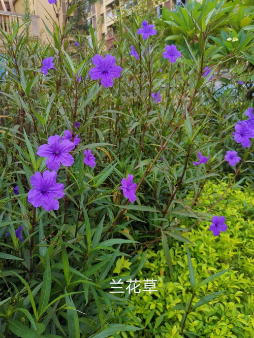 野花日本大全中常见的日本特有花卉种类