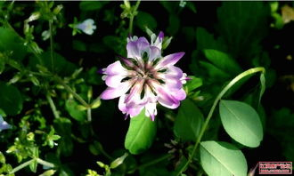 野花韩国高清免费神马-合法观看平台推荐