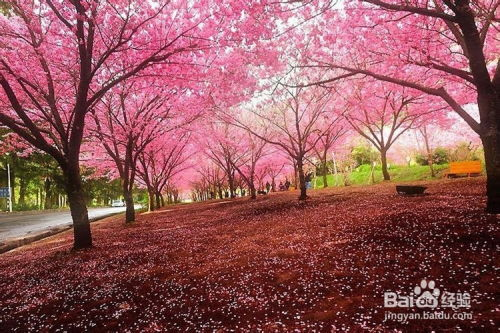 如何安全访问樱花动漫在线观看平台