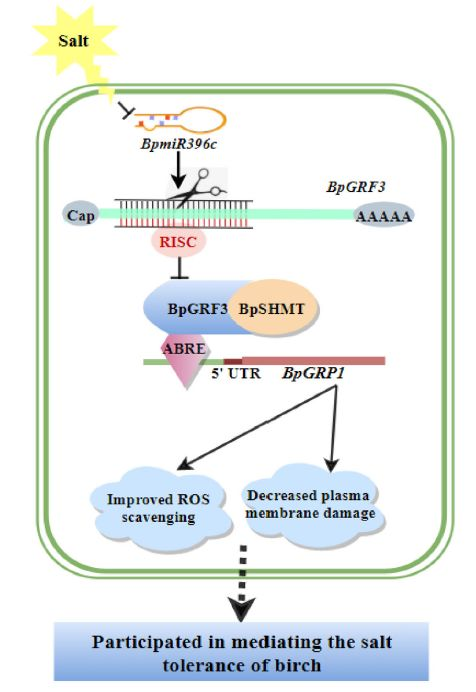 极致偏爱1vs2的心理机制解析