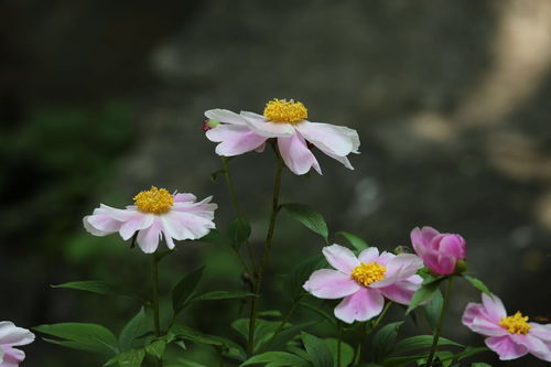 野花日本韩国免费视频6的观看体验优化与设备选择