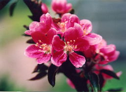 春花焰正版免费观看渠道