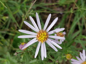野花高清在线电影观看设备与设置