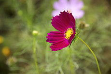 野花韩国高清资源需求背景