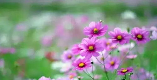 合法野花电影在线观看平台推荐