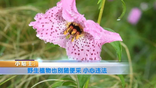 野花电影完整版观看注意事项