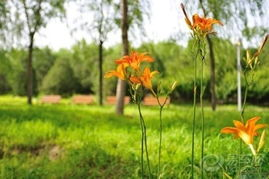 野花社区平台概述与特点