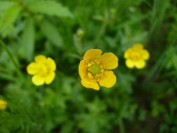 野花社区免费视频的获取方式与步骤