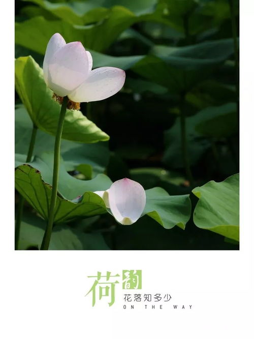 含苞待放未删减完整版的历史背景与创作历程