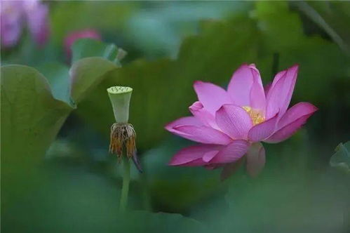 含苞待放未删减完整版的艺术表现手法与美学价值