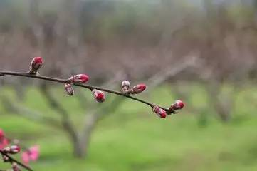 含苞待放未删减完整版的文化内涵与社会意义