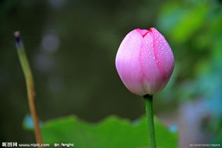 含苞待放未删减完整版的接受与影响