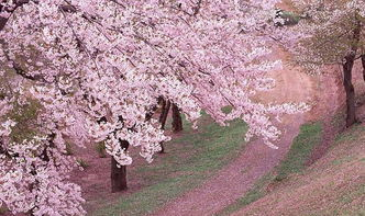 什么是日本樱花免费VPS及其优势