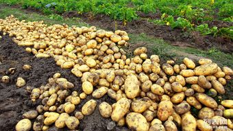 土豆网的创立与早期发展