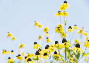 野花免费观看高清电视的合法途径