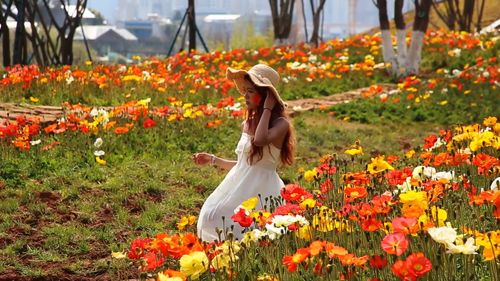 野花日本大全免费观看直播平台介绍