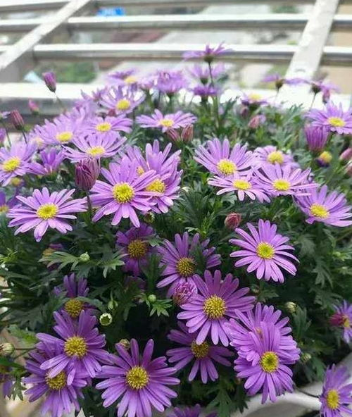 日本四季野花种类与特色