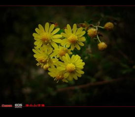 野花影视大全平台概述与特点