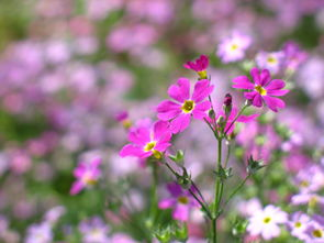 野花影视大全在线观看6的内容分类与特色板块